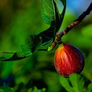 Figovník obyčajný (Ficus carica) ´NAPOLITANA´  - výška 140-160 cm, kont. C10L (-15°C)